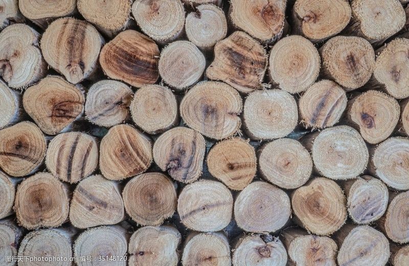 伐木木材