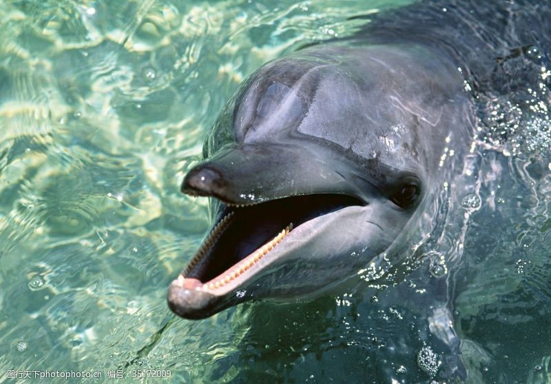 3d海豚海豚