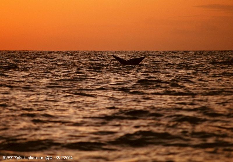 3d海豚夕阳