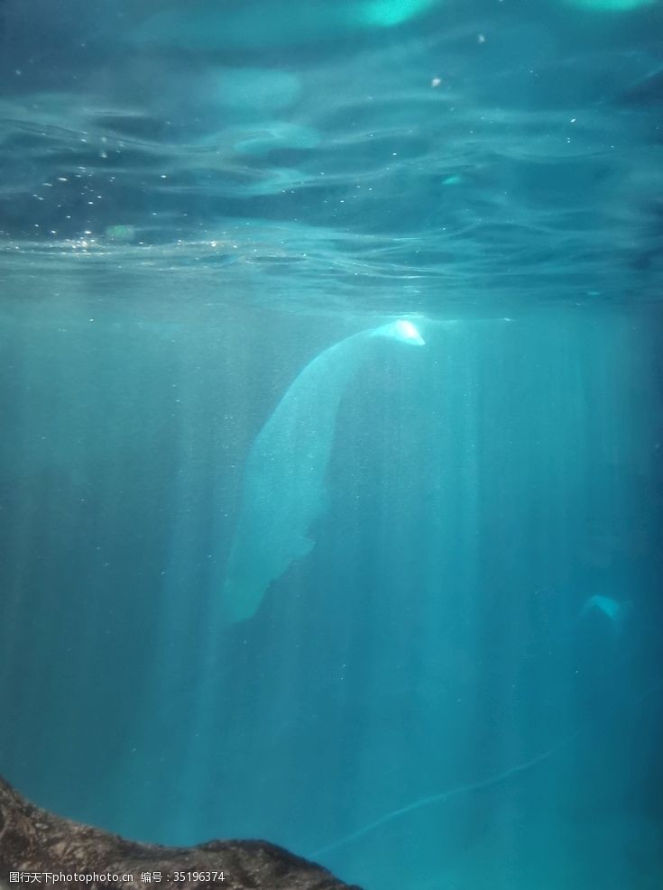 雨林白鲸海底世界