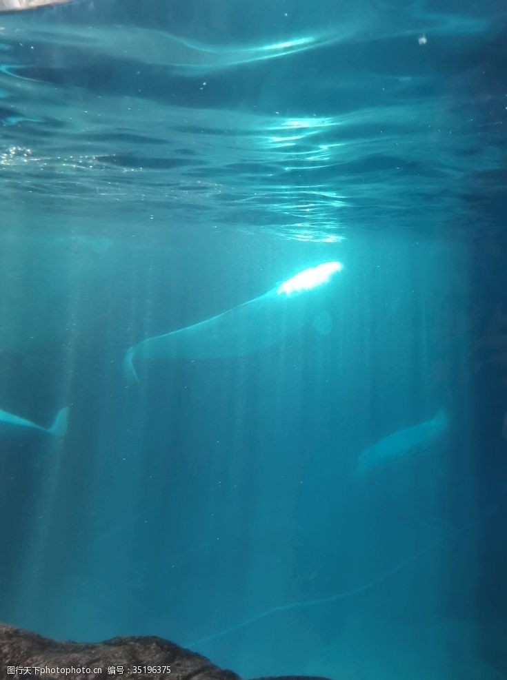 雨林海底世界白鲸