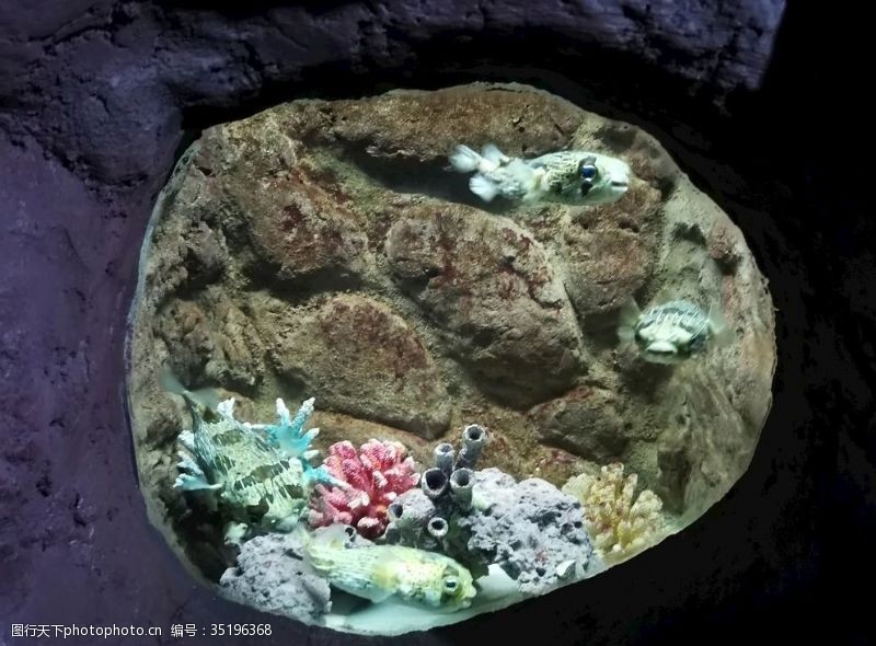 雨林海底世界海洋馆热带鱼河豚
