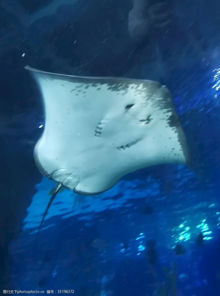 雨林魔鬼鱼海底世界海洋馆