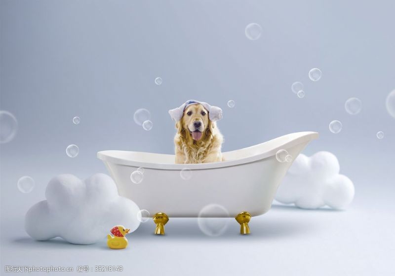 洗的干干净净宠物洗澡