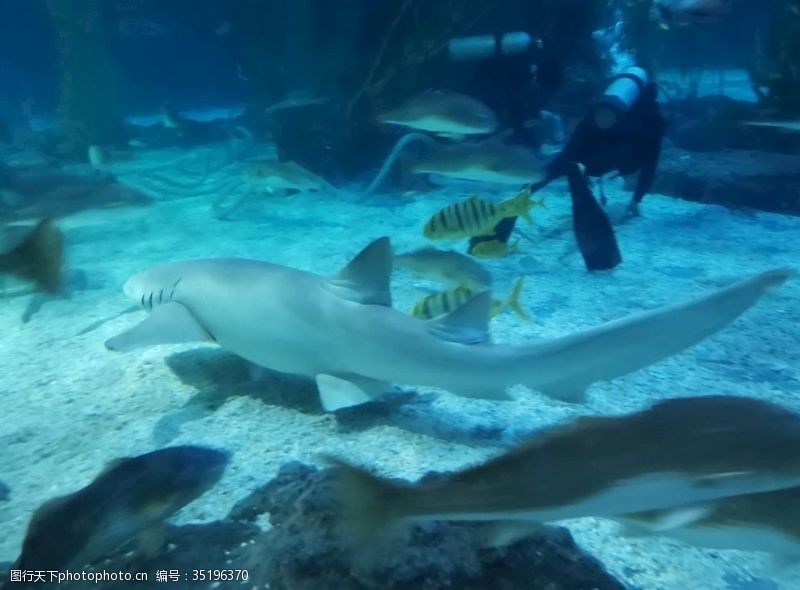 雨林海底世界海洋馆鲨鱼