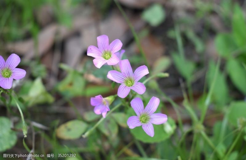 小野花路边的野花