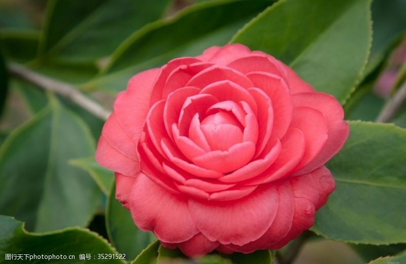 英式红茶花