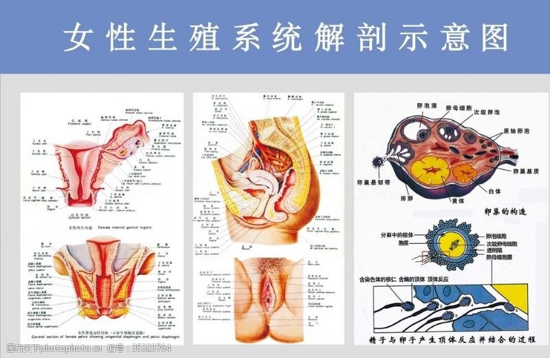 生殖器解剖图妇科挂图