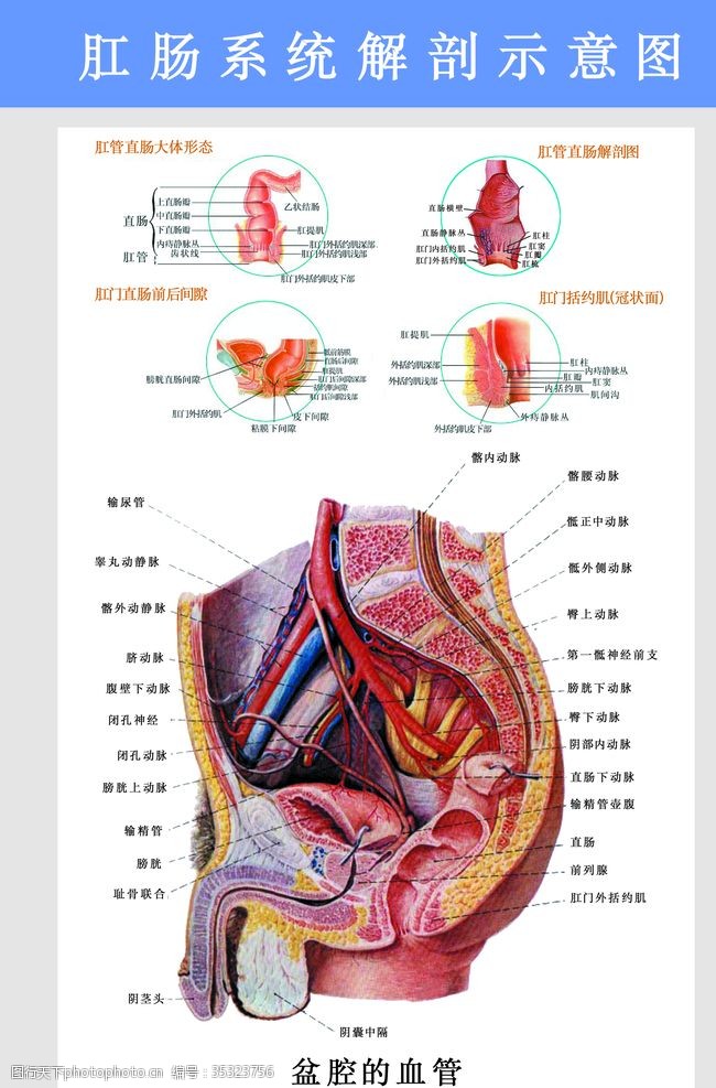 生殖器解剖图肛肠科挂图