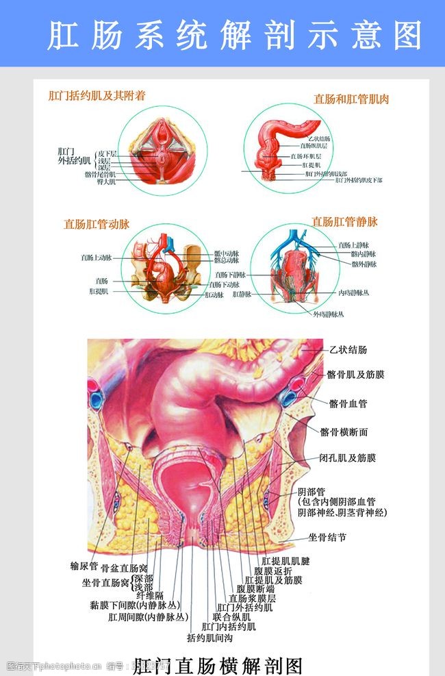 生殖器解剖图肛肠科挂图