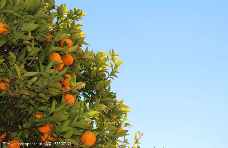 多彩的树木橘子树