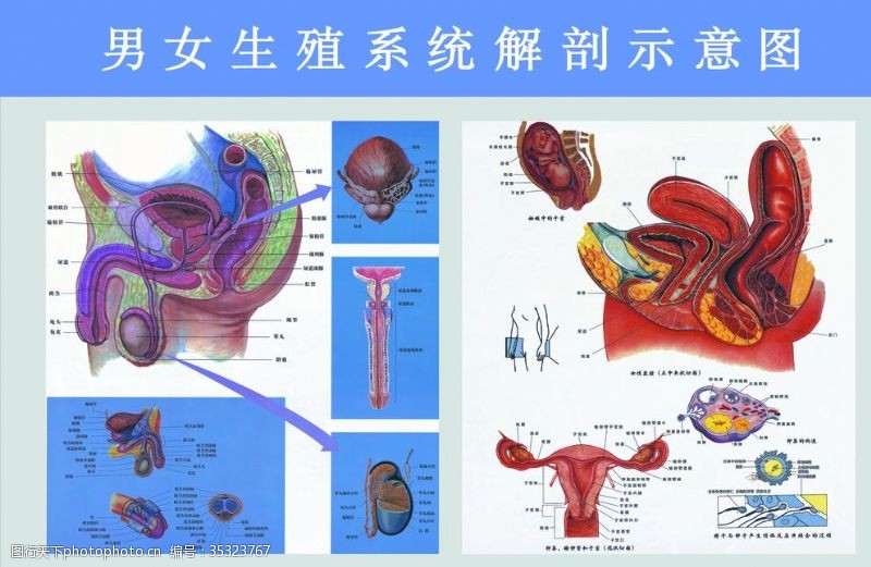 生殖器解剖图男女生殖系统解剖图