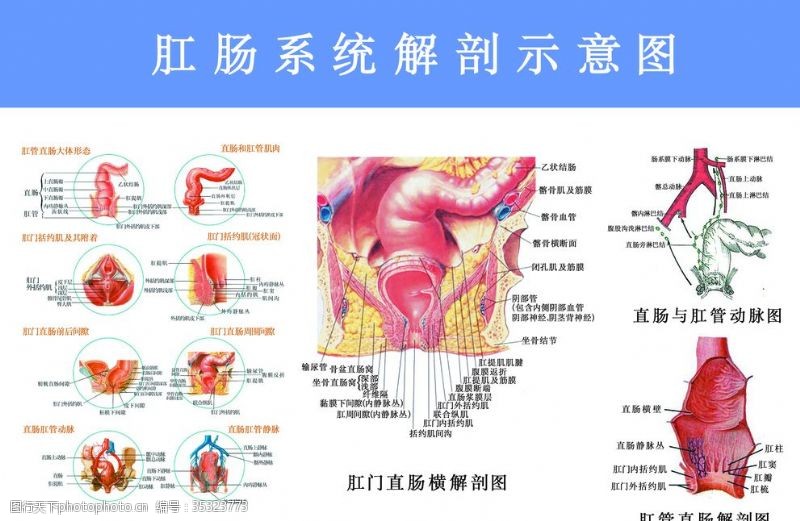 生殖器解剖图肛肠系统解剖图