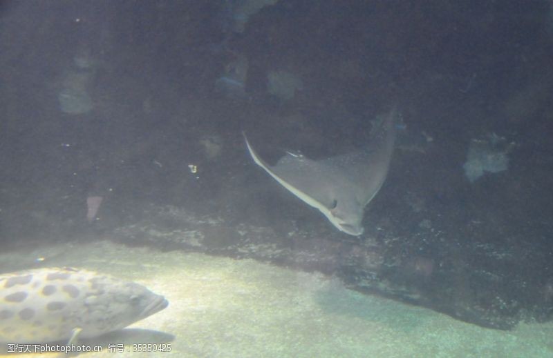 3d海豚海底
