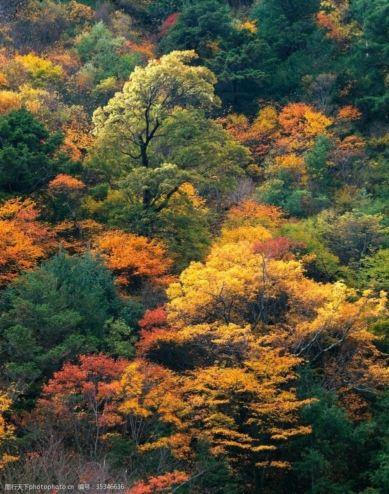 春季背景图片秋天