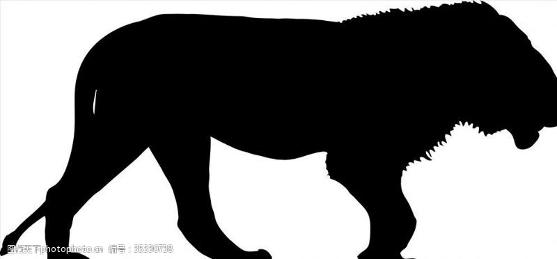 旷野野生动物系列年轻的狮子