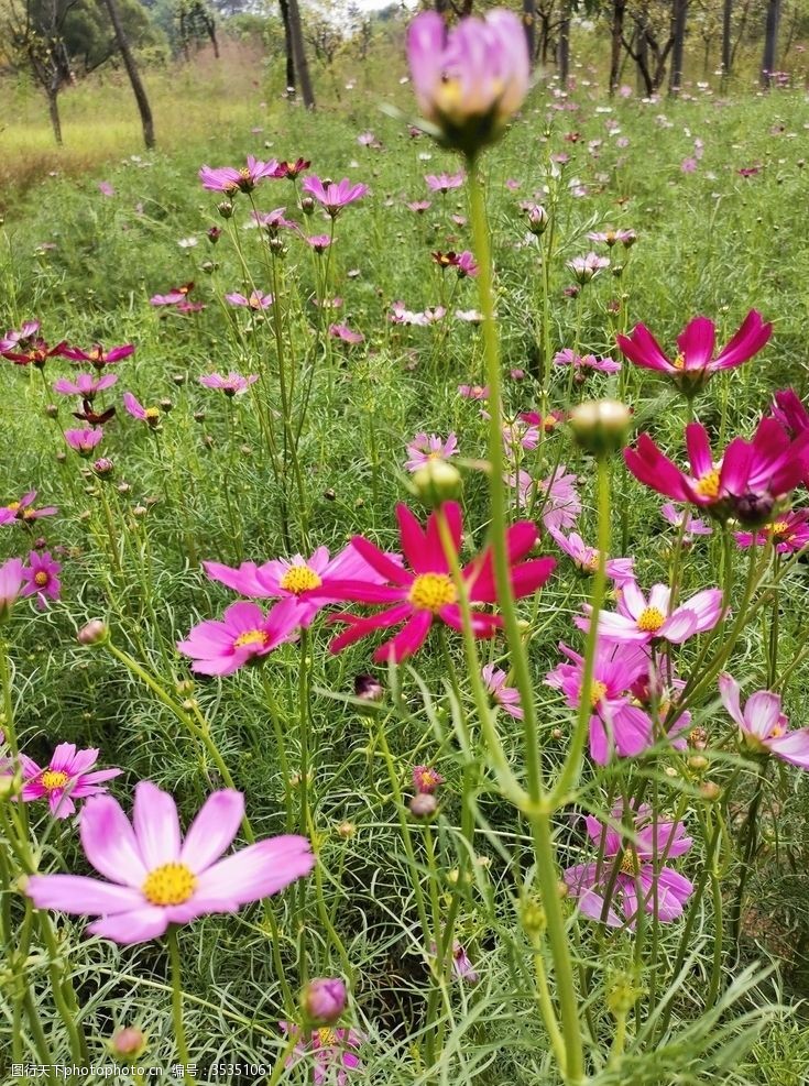 粉红波斯菊波斯菊花