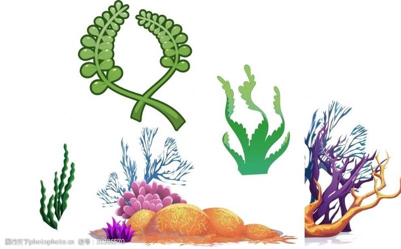绿色海藻海藻珊瑚