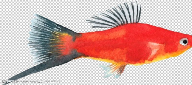 彩色书法纸手绘水彩红色深海鱼