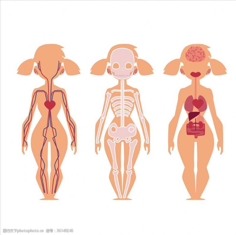 肢体人体结构图