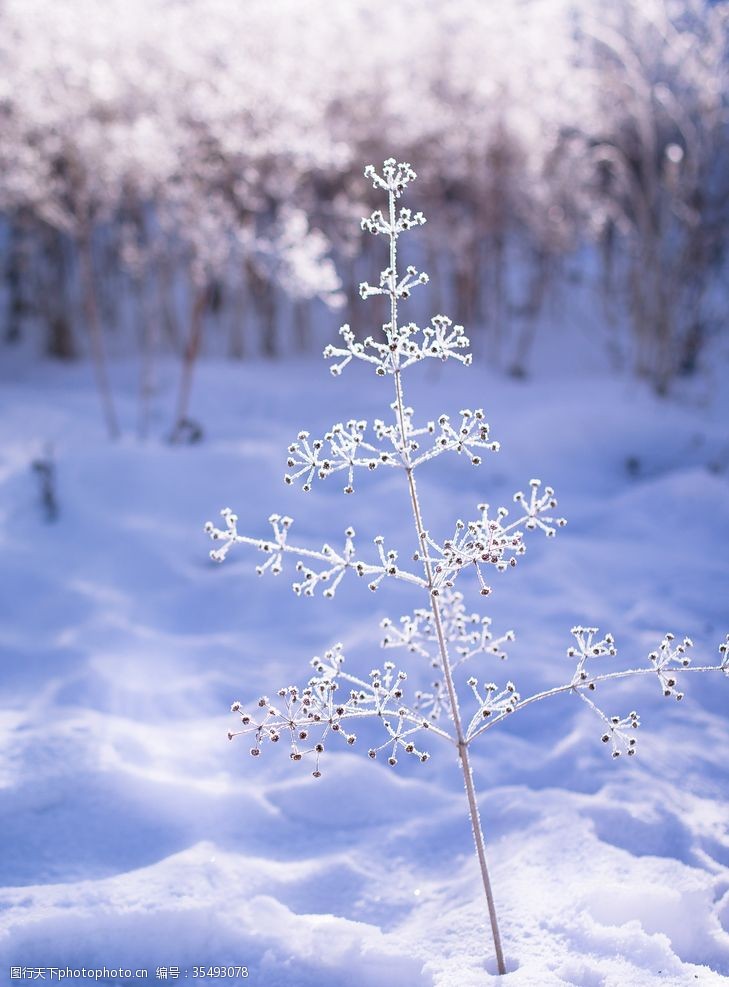 雪景色图片免费下载 雪景色素材 雪景色模板 图行天下素材网