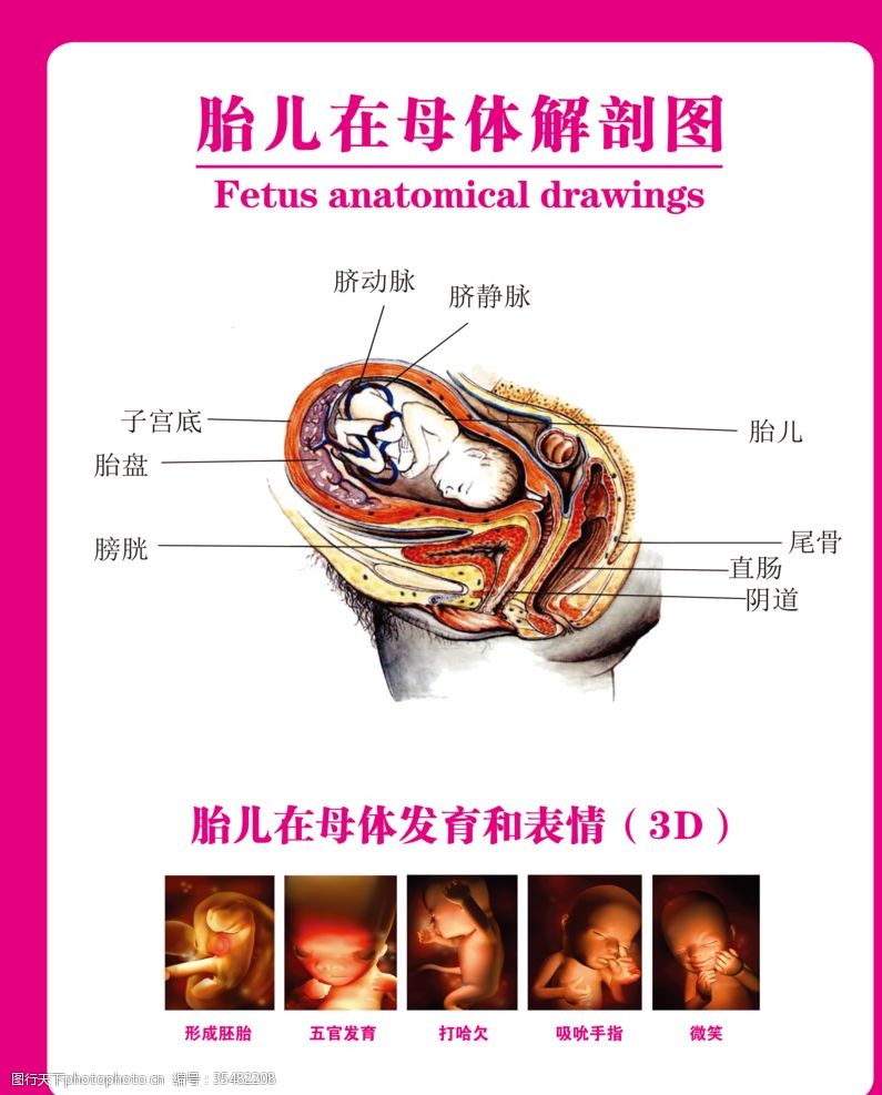 医学与保健胎儿在母体解剖图