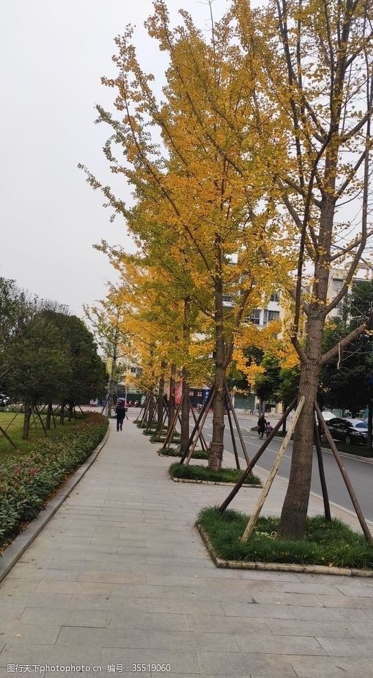 树叶图片免费下载城市公园一角