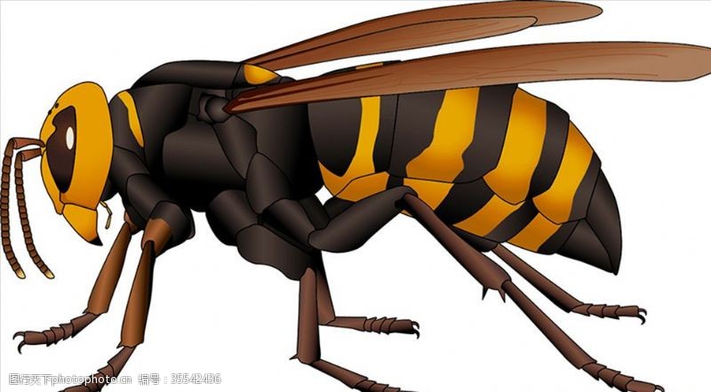 海底世界昆虫系列大黄蜂
