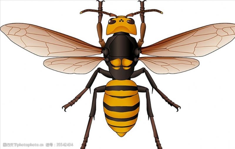 海底世界昆虫系列黄蜂俯视角