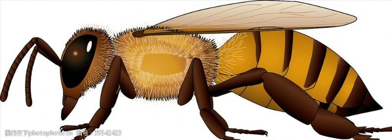 海底世界昆虫系列黄蜂黄黑尾