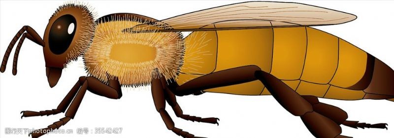 海底世界昆虫系列黄蜂黄尾