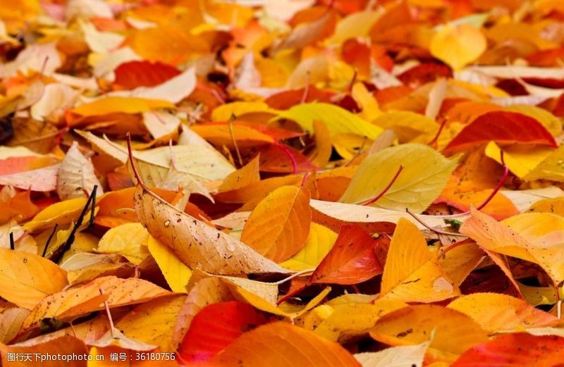 多彩的树木秋天的落叶