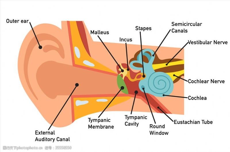五官耳部结构