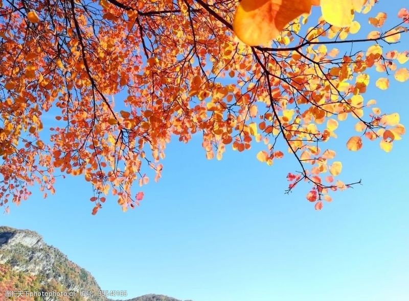 秋天红叶背景图片免费下载 秋天红叶背景素材 秋天红叶背景模板 图行天下素材网