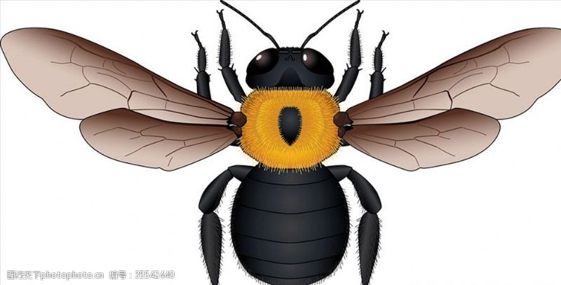 海底世界昆虫系列黄蜂黑尾