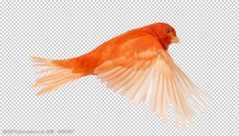 绯桃鹦鹉