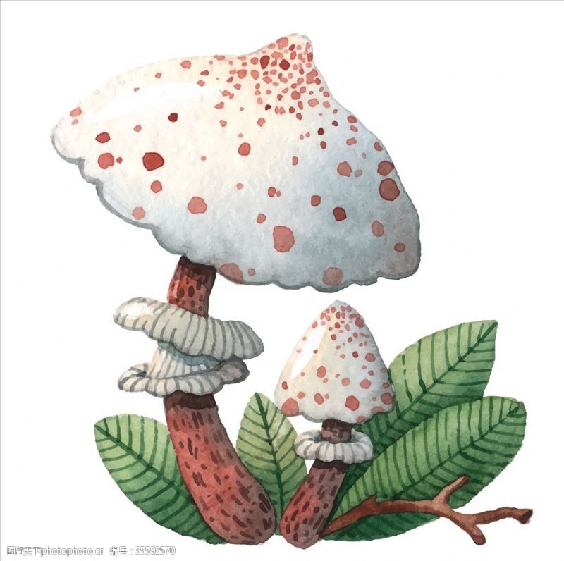 姬菇蘑菇插画