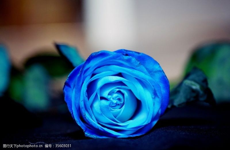 影视墙蓝玫瑰