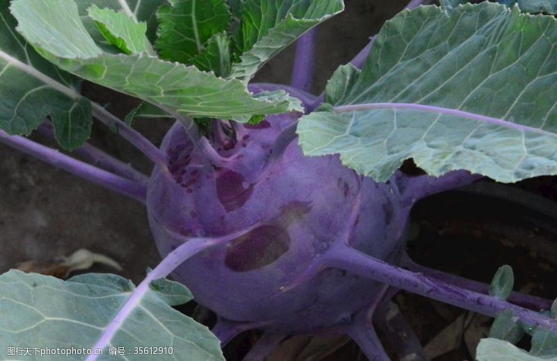球花甘蓝图片免费下载 球花甘蓝素材 球花甘蓝模板 图行天下素材网