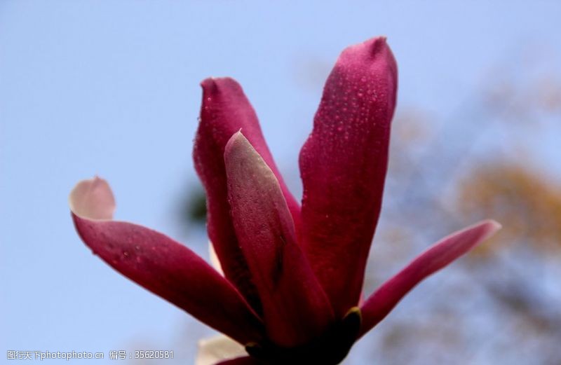 草堂之春玉堂春鲜花