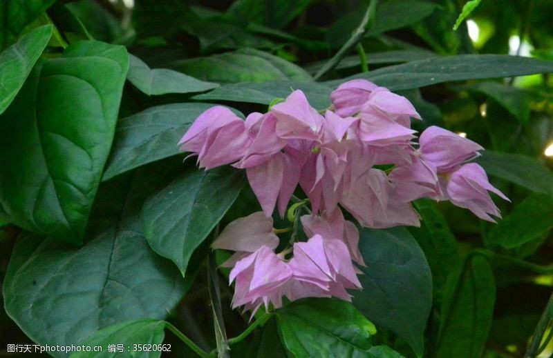 龙珠花园龙吐珠