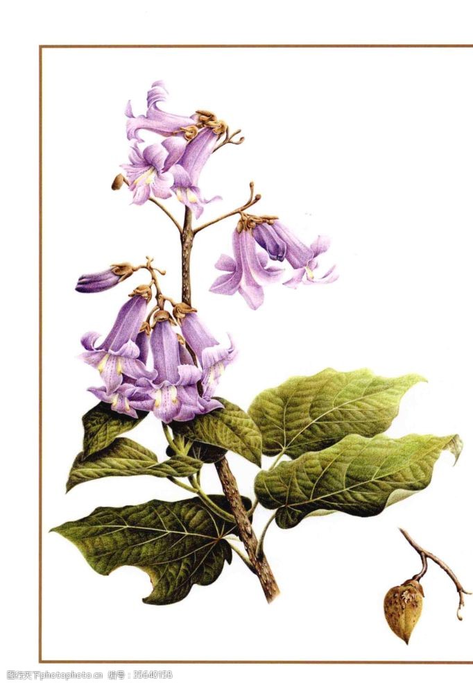 手绘淡紫色花朵