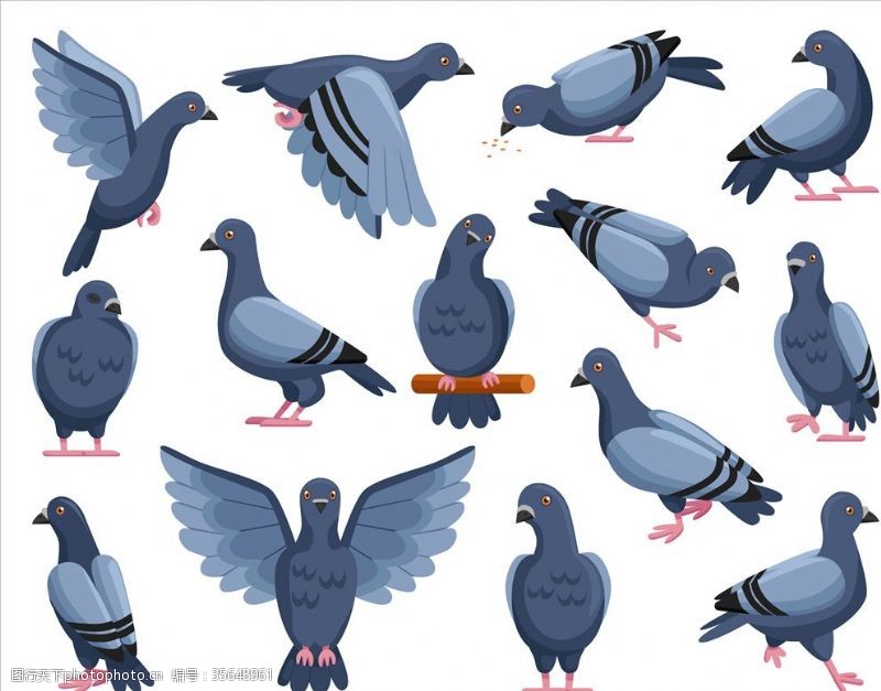 海鸭蛋包装鸽子插画