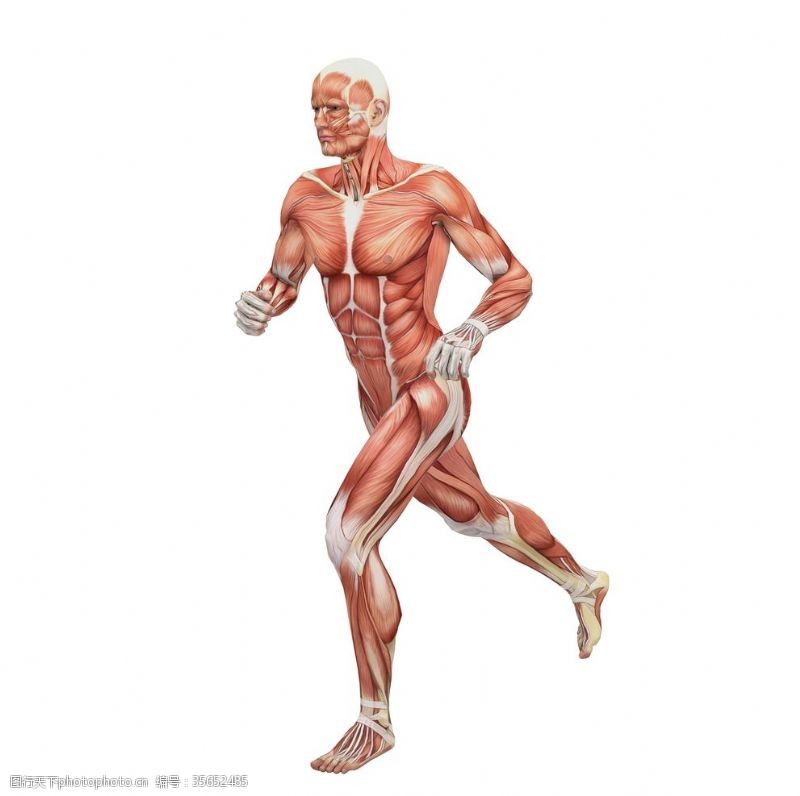人体器官图男性人体