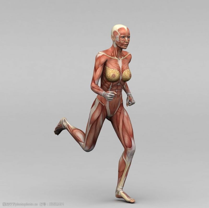 人体器官图女性人体