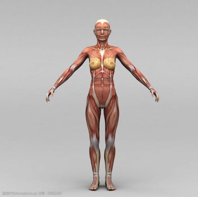 人体器官图女性人体