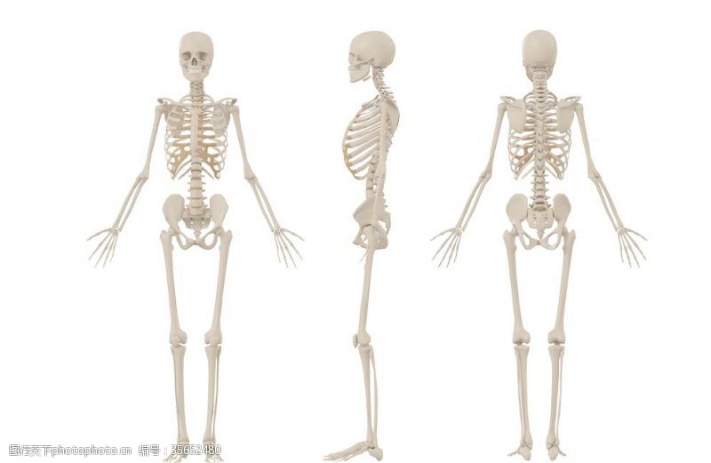 人体器官图人体骨骼