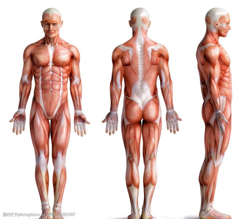 人体器官图男性人体
