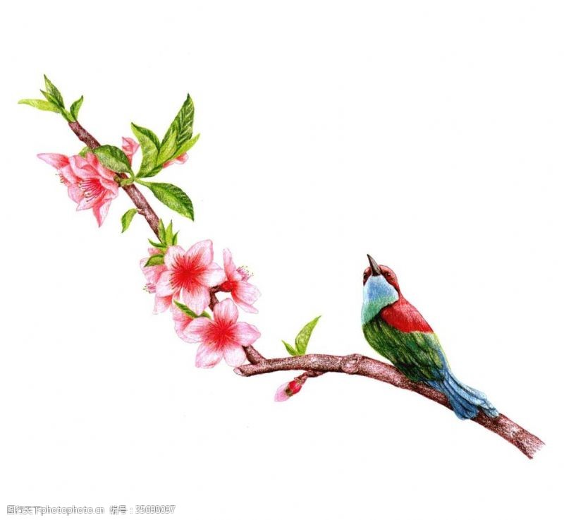 桃花与鸟图片免费下载 桃花与鸟素材 桃花与鸟模板 图行天下素材网