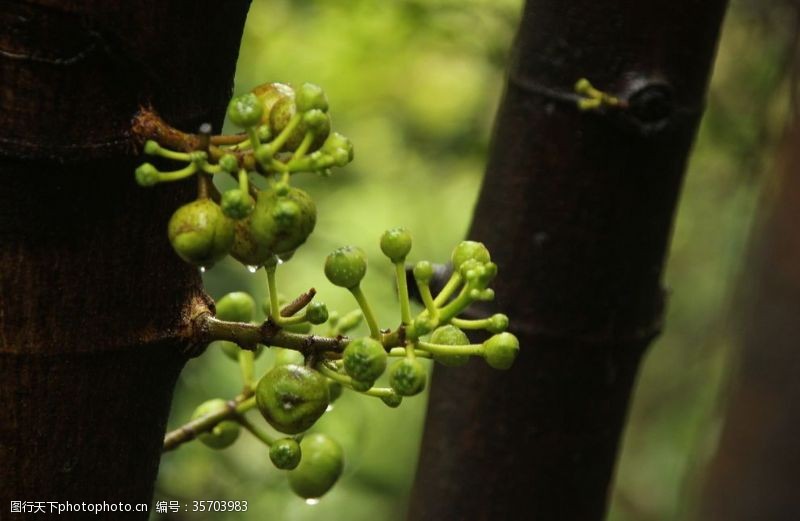 热带雨林水果无花果